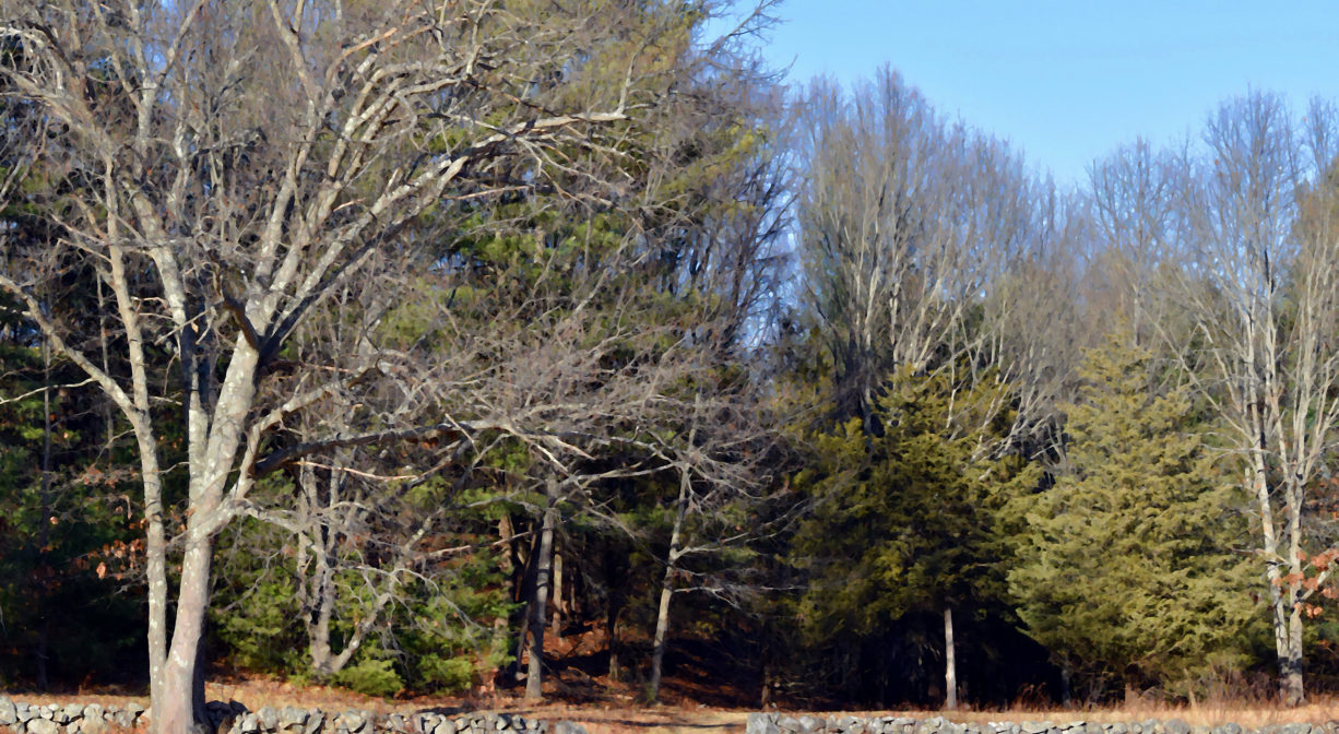 A photograph of a stone wall within a grassy field, with forest behind it.