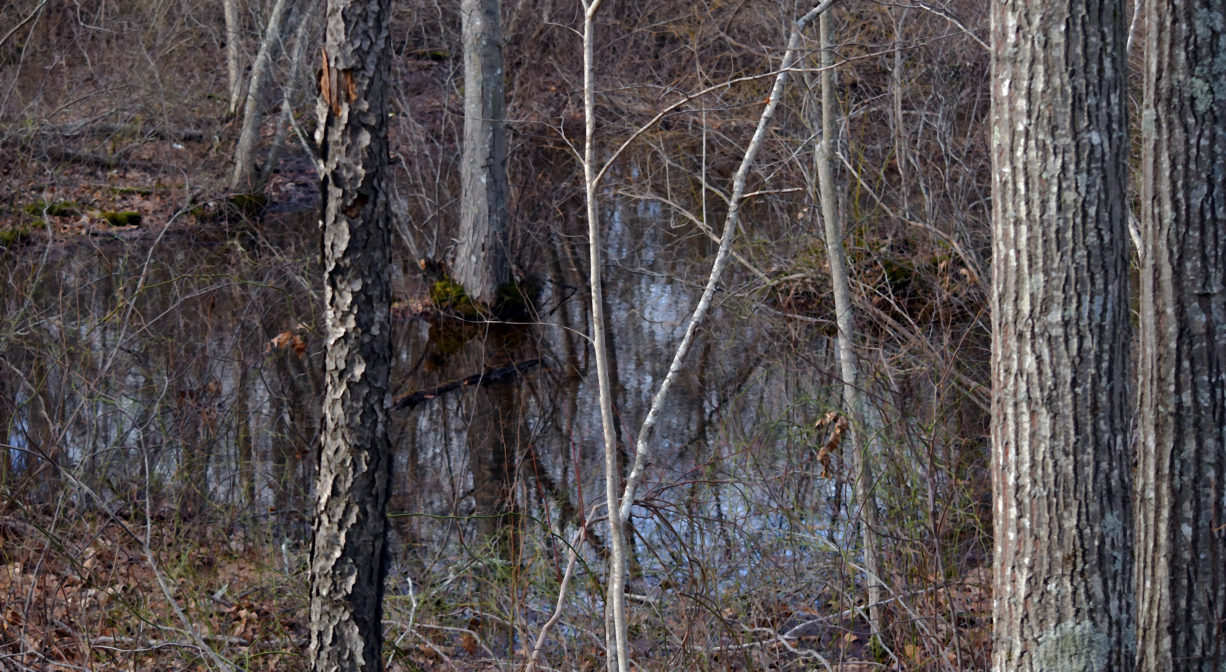 A photograph of a small pond in a woodland.