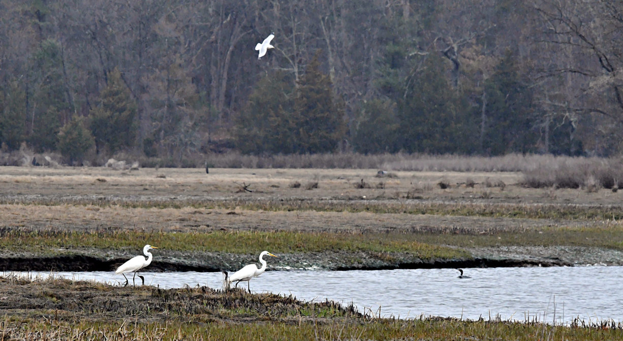 A photograph of a river and salt marsh with three white birds.