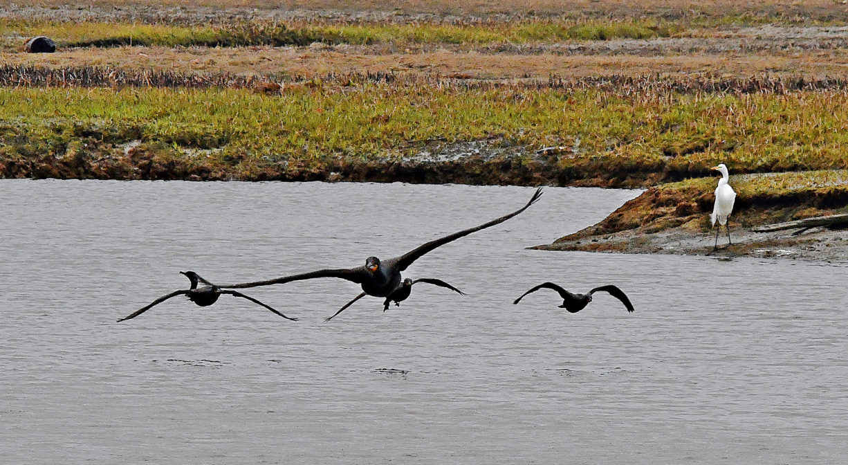 A photograph of birds flying over a river with marsh in the background.