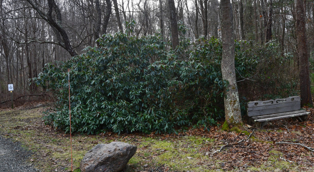 A large rhododendron shrub with a bench beside it.