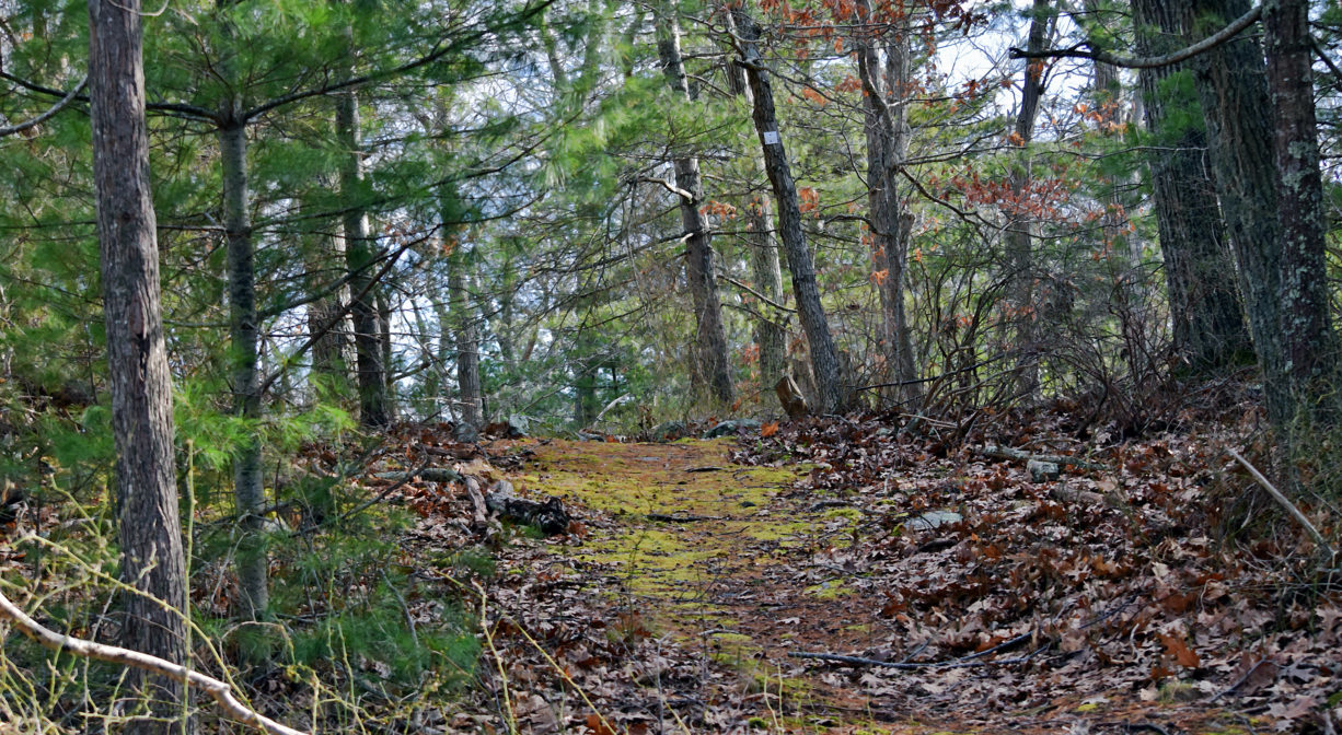 A photograph of a trail leading up a small mossy hill in the forest.