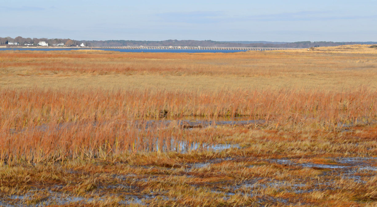 A photograph of a golden salt marsh.