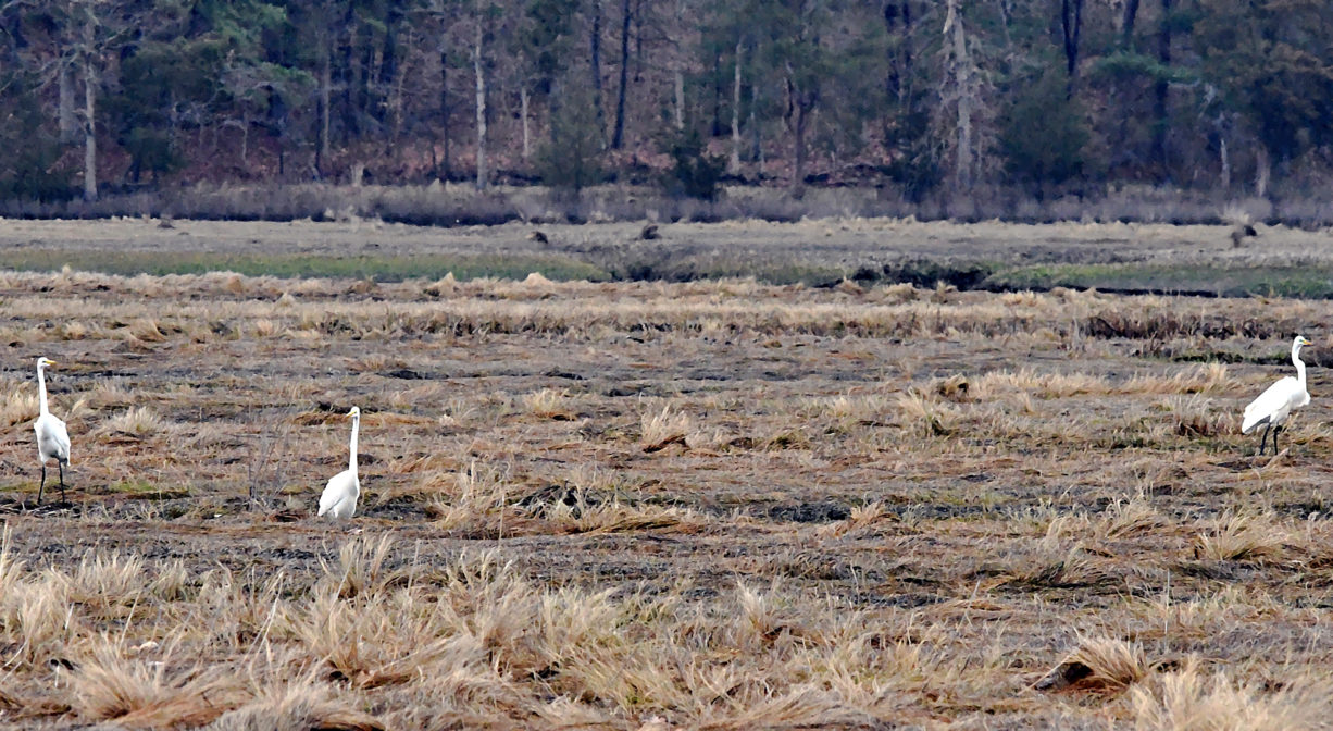 A photograph of white birds in a marsh.