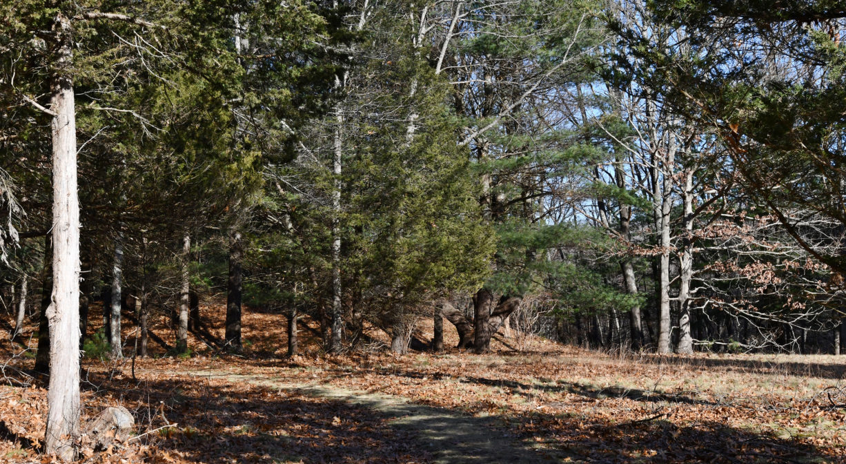 A photograph of a trail leading from a field to a forest.