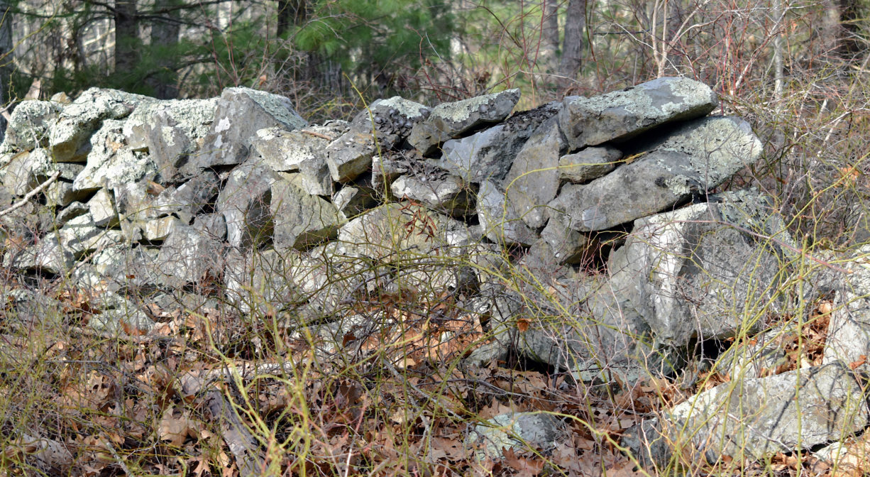 A photograph of a stone wall in the woods.