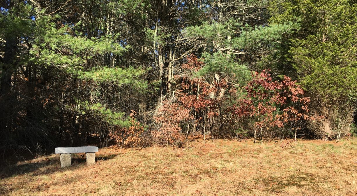 A photograph of a field with one bench, with trees in the background.