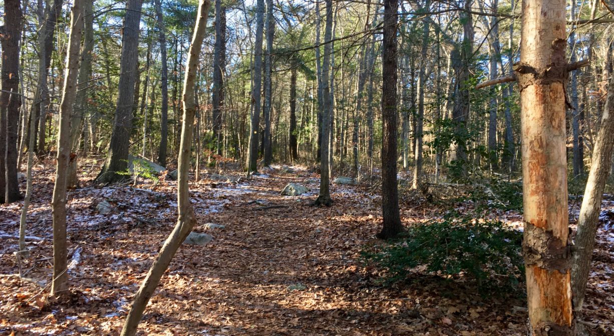 A trail through the woods with a bark-less tree in the foreground.