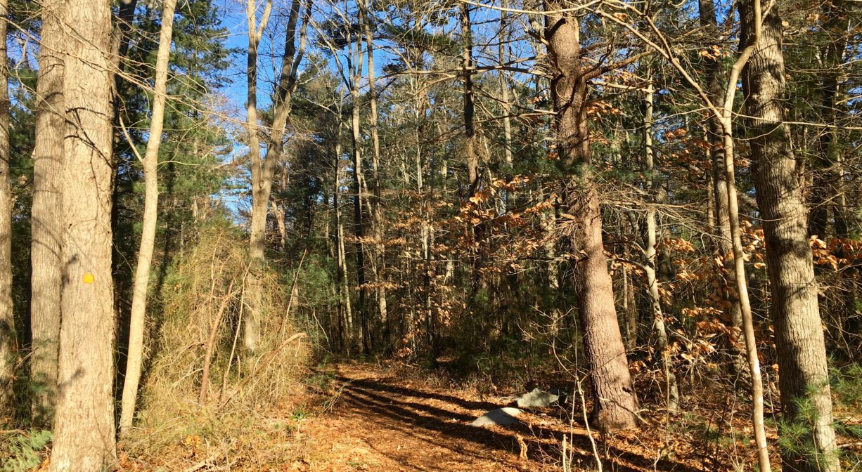 A trail through a sunny woodland.