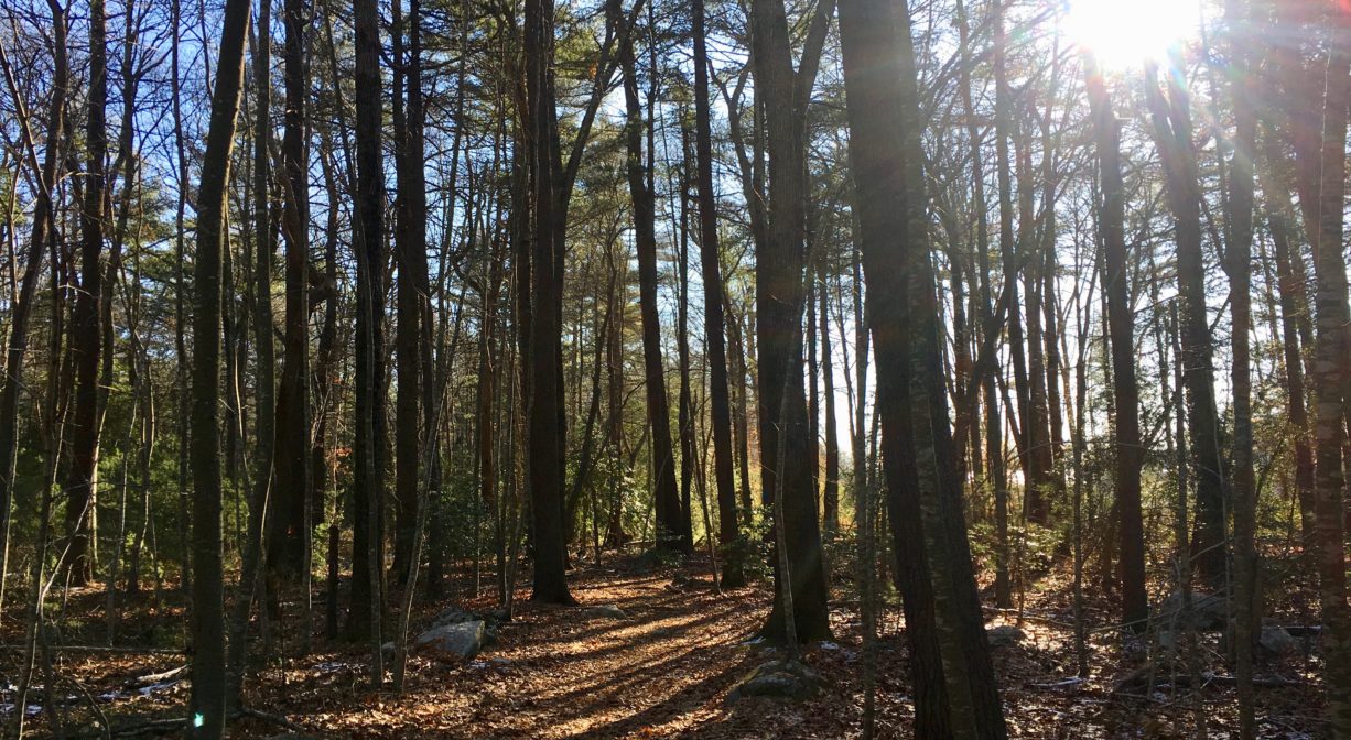 A trail through a pine forest with the sun shining through the trees.