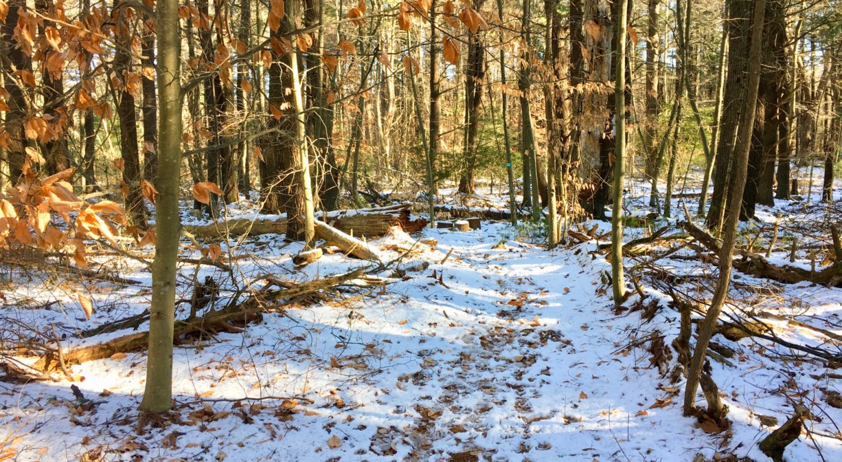 A photograph of a forest trail with fall leaves and light snow.