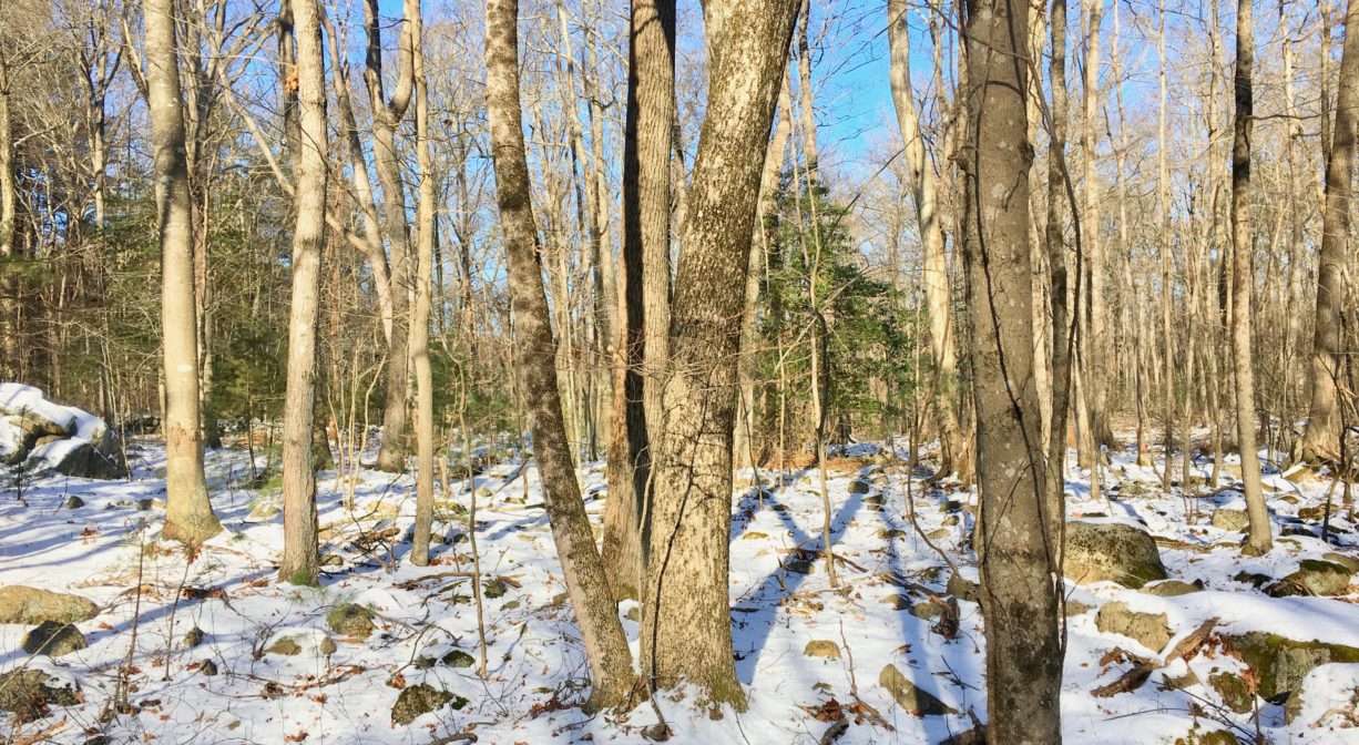 A photograph of an open woodland with light snow and blue skies.
