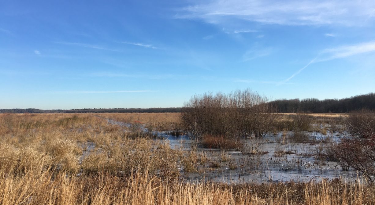 A photograph of a marsh.