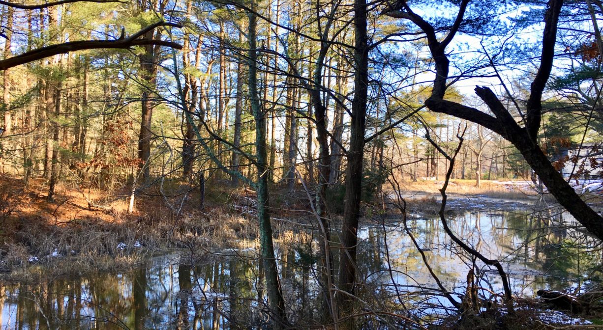 A photograph of a river viewed through trees.