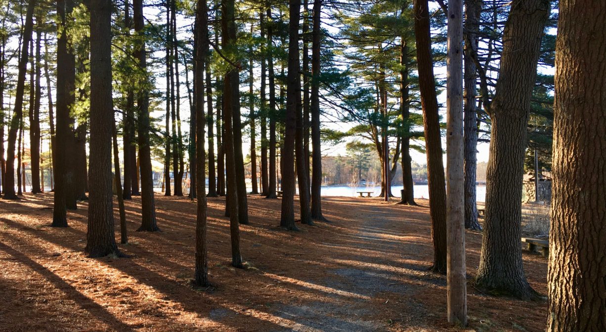 A photograph of a trail through a forest, leading to a pond.