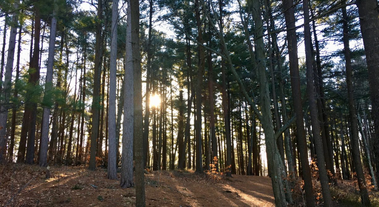 A photograph of a woodland trail with sunshine beaming between the trees.