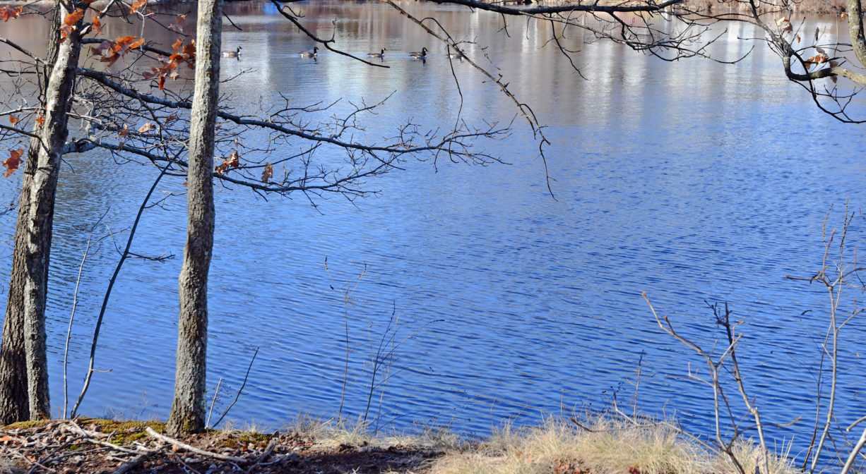 A photograph of a pond with some trees along its edge.