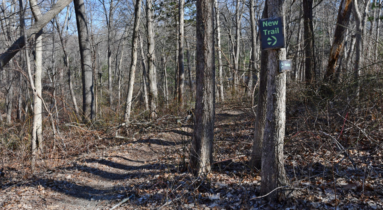 A photograph of a trail through the woods.