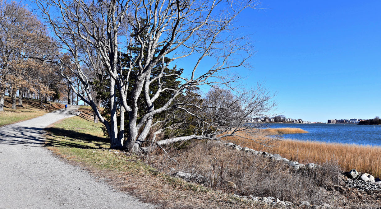 A photograph of a trail along the edge of the water, with scattered trees.
