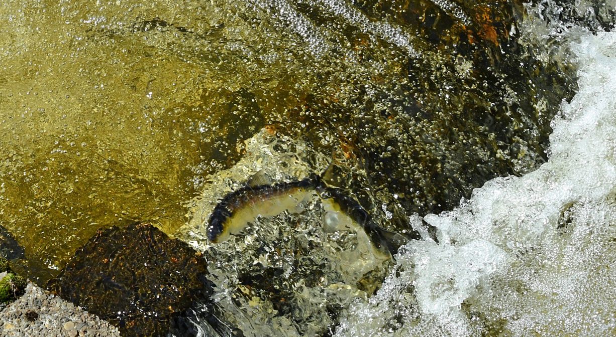A photograph of herring swimming in a herring run.