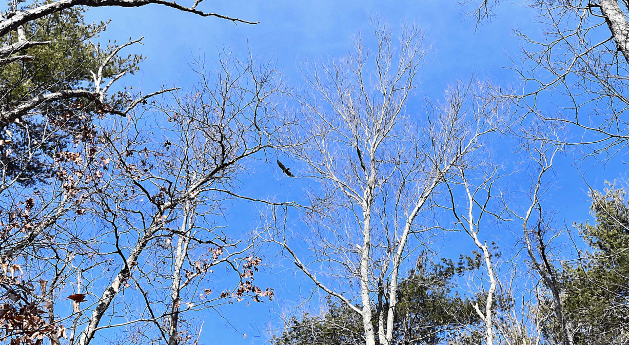 A photograph of a bit din flight, among the trees.