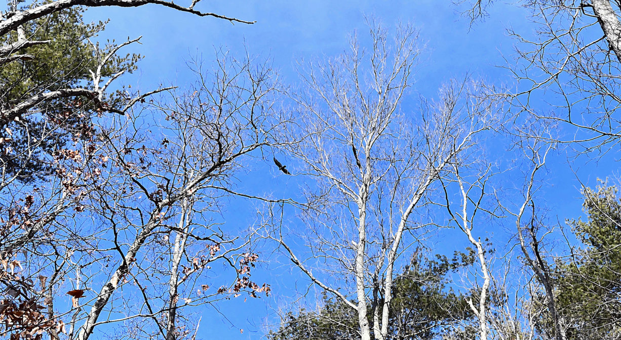 A photograph of a bit din flight, among the trees.