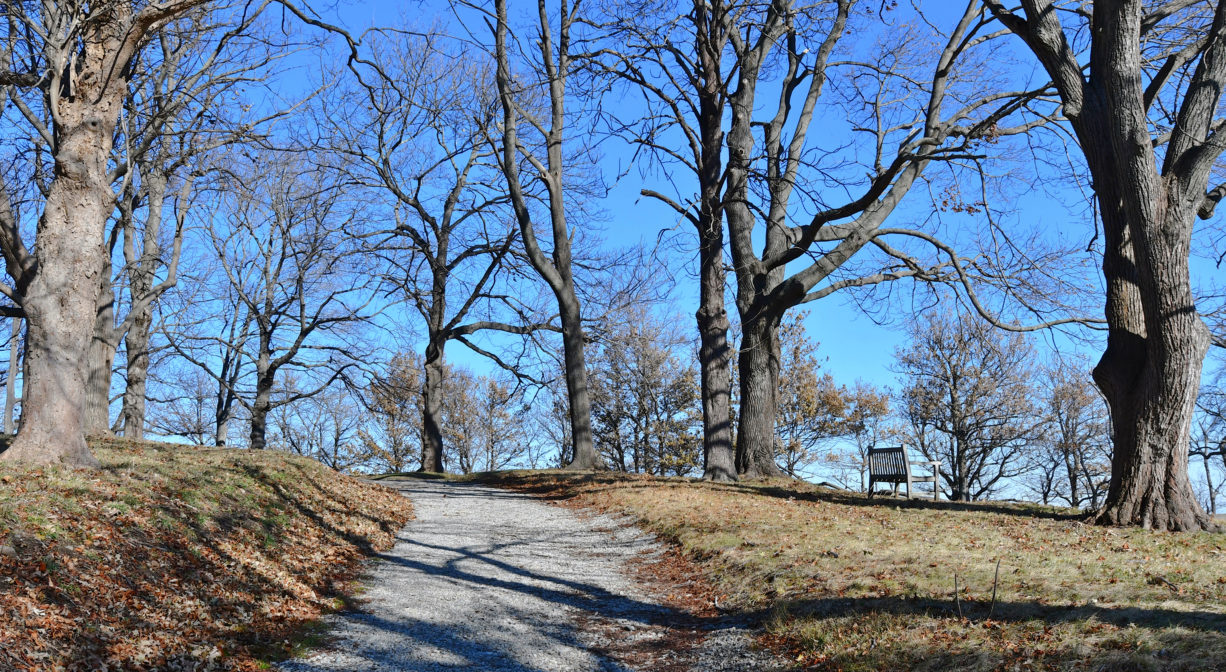 A photograph of a trail through a grassy area with scattered trees.