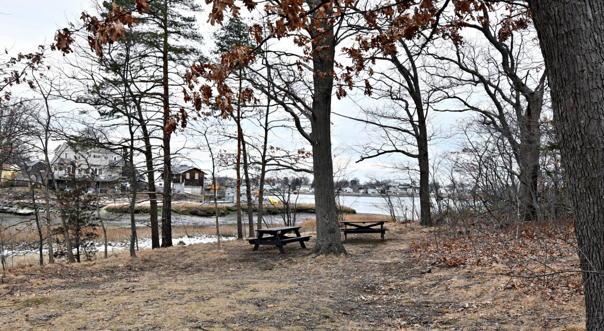 A photograph of a row of trees along river and marsh.