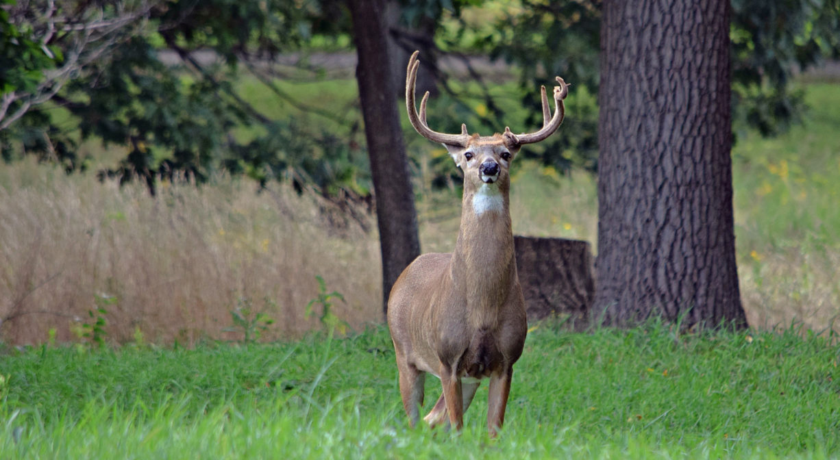 A photograph of a male adult deer in a grassy area with a tree in the background.