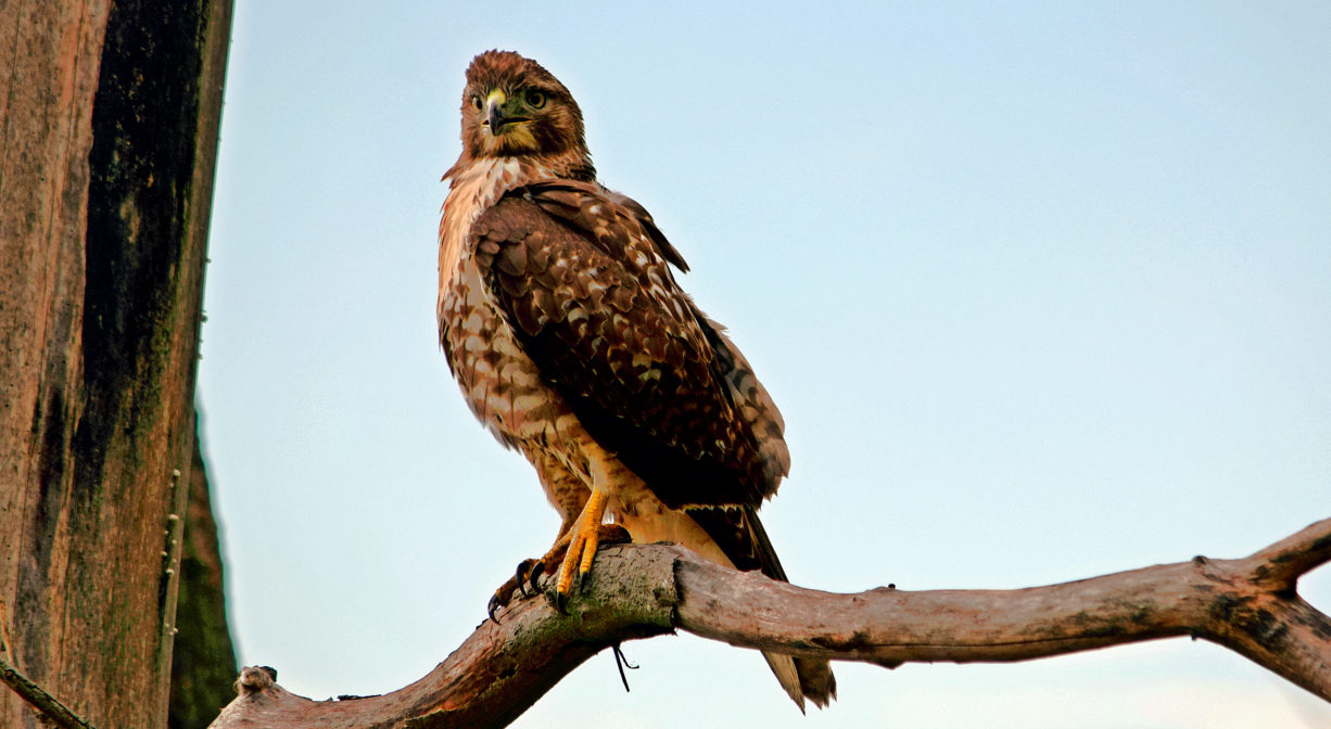 A photograph of a hawk in a tree.