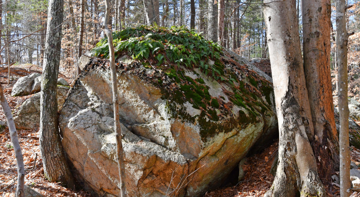 A photograph of a glacial erratic boulder covered in moss and tucked between trees.