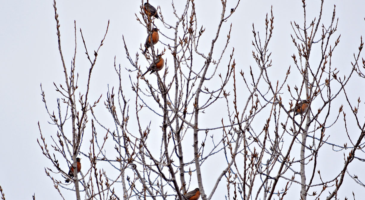 A photograph of birds in a tree.
