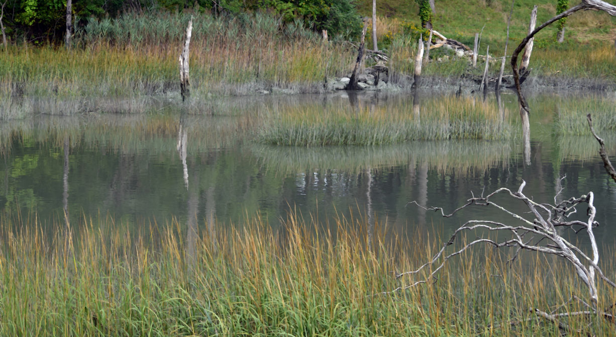 A photograph of a wetland.