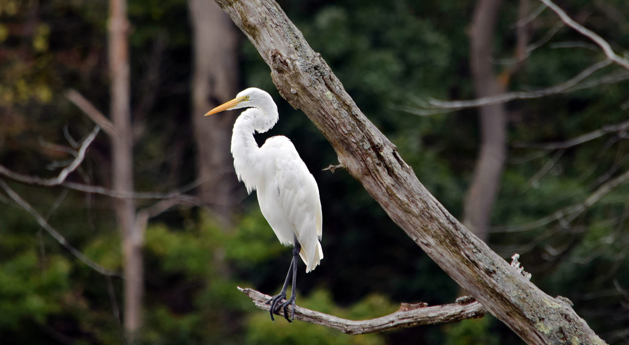 A photograph of a large white bird on a tree branch.