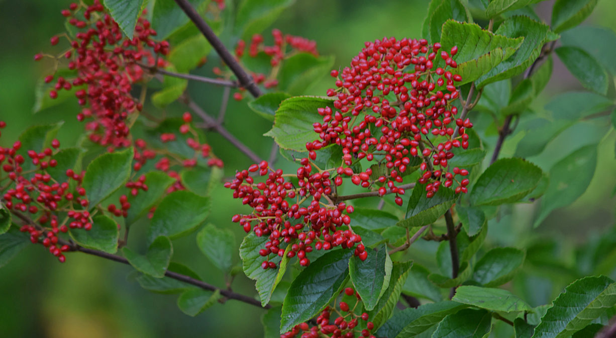 A photograph of a shrub with red berries.