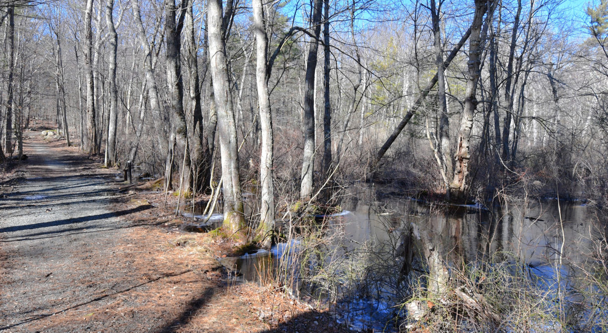 A photograph of a trail alongside a pond, in the woods.