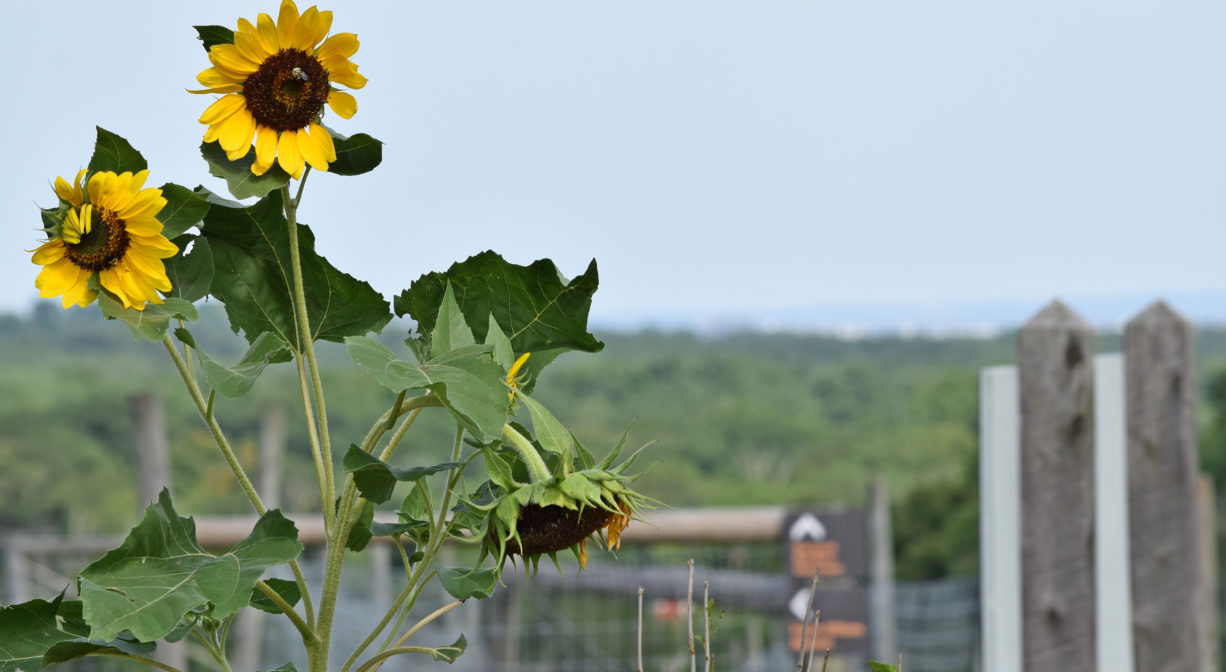 A photograph of sunflowers.