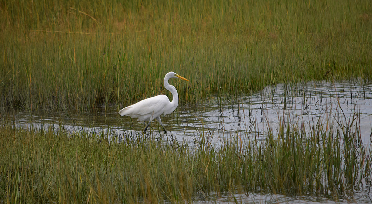 A photograph of a large white bird in a marsh.