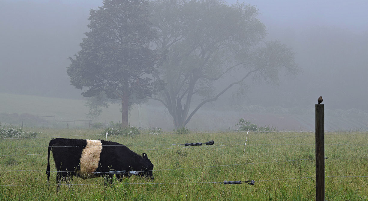 A photograph of a cow in a field.