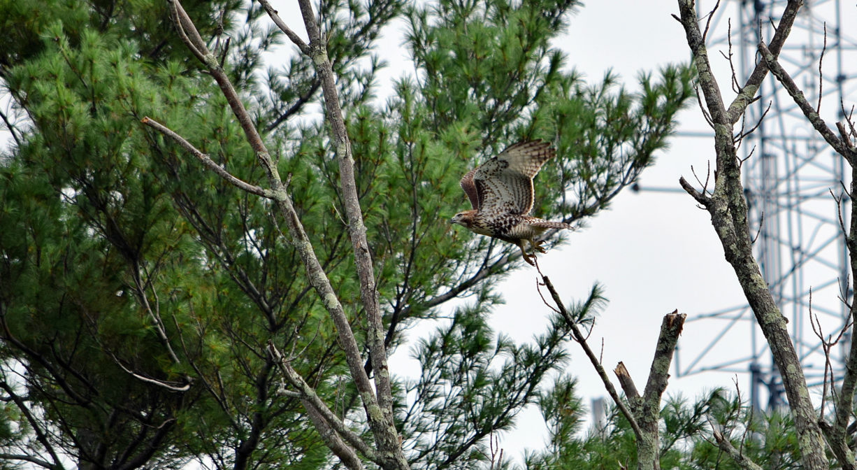 A photograph of a bird flying from a tree branch.