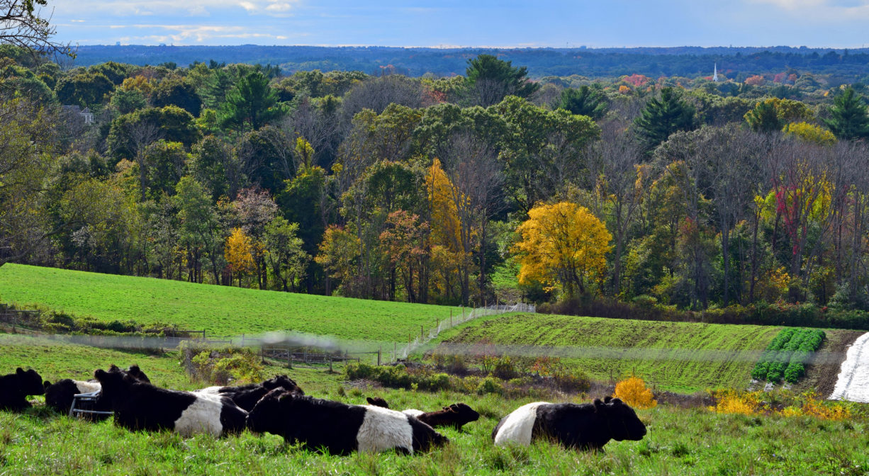 A photograph of cows on the grass.