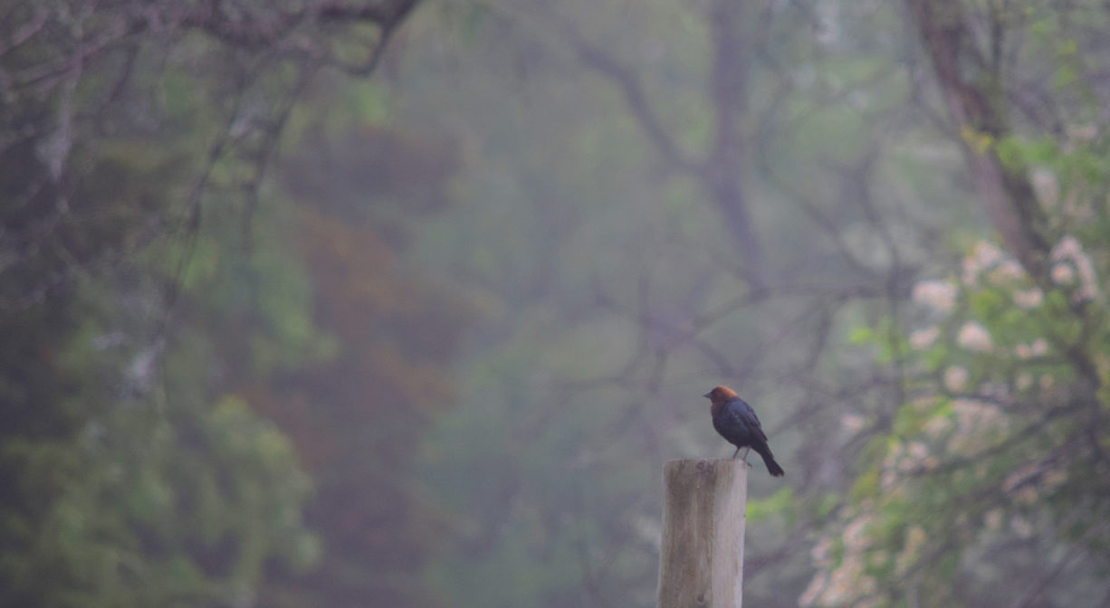 A photograph of a bird on a post.