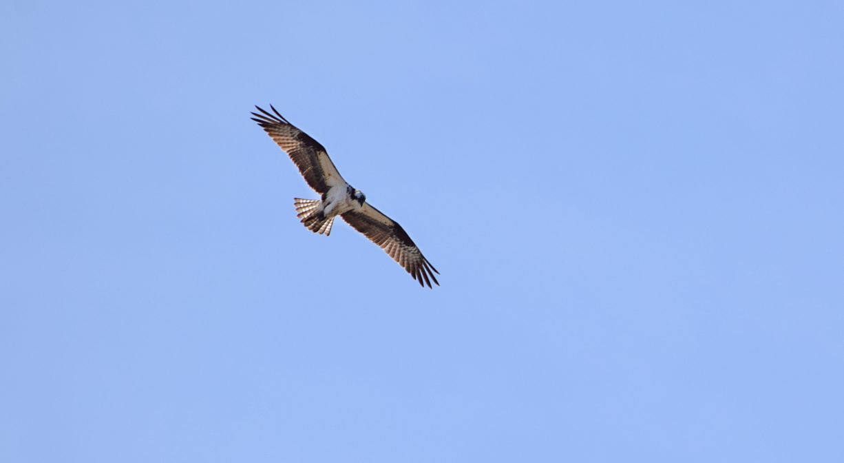 A photograph of a large bird in flight.