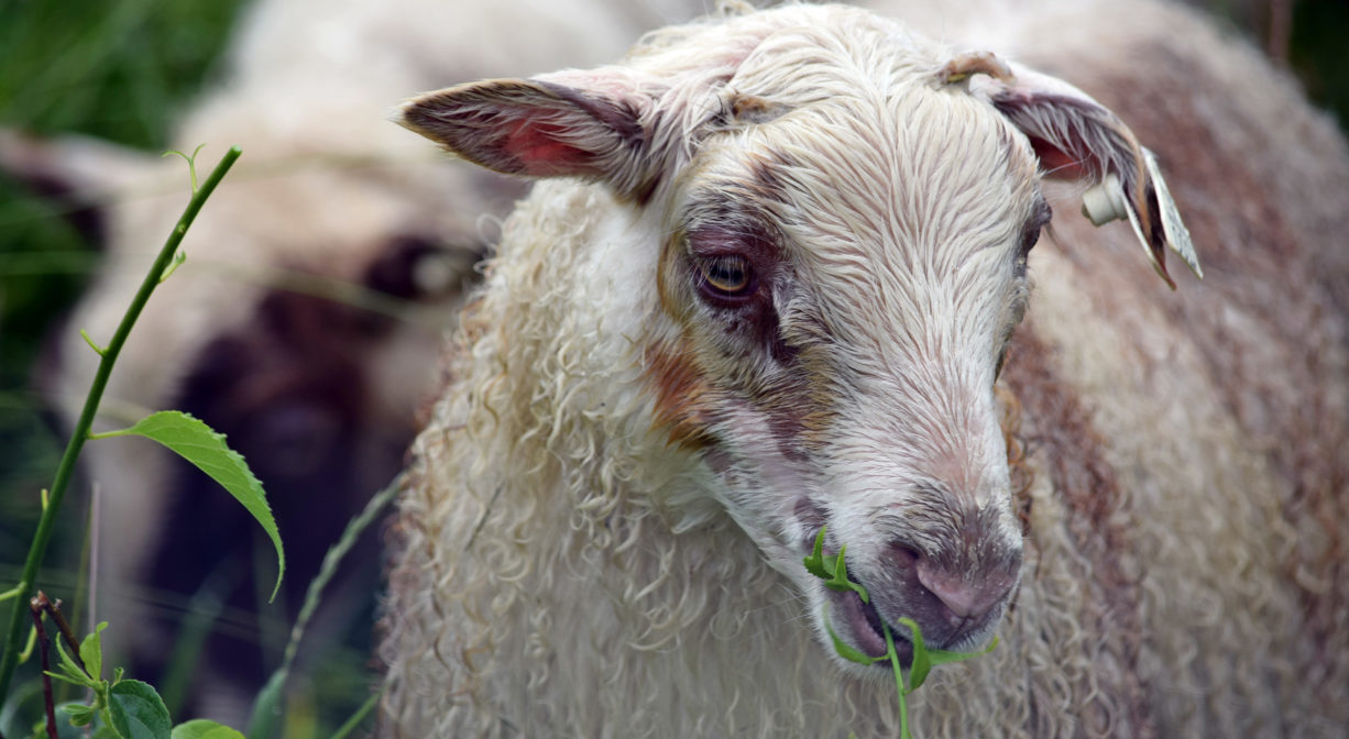 A photograph of a sheep.