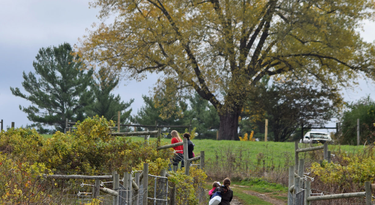 A photograph of families walking up a grassy hill, with some trees.