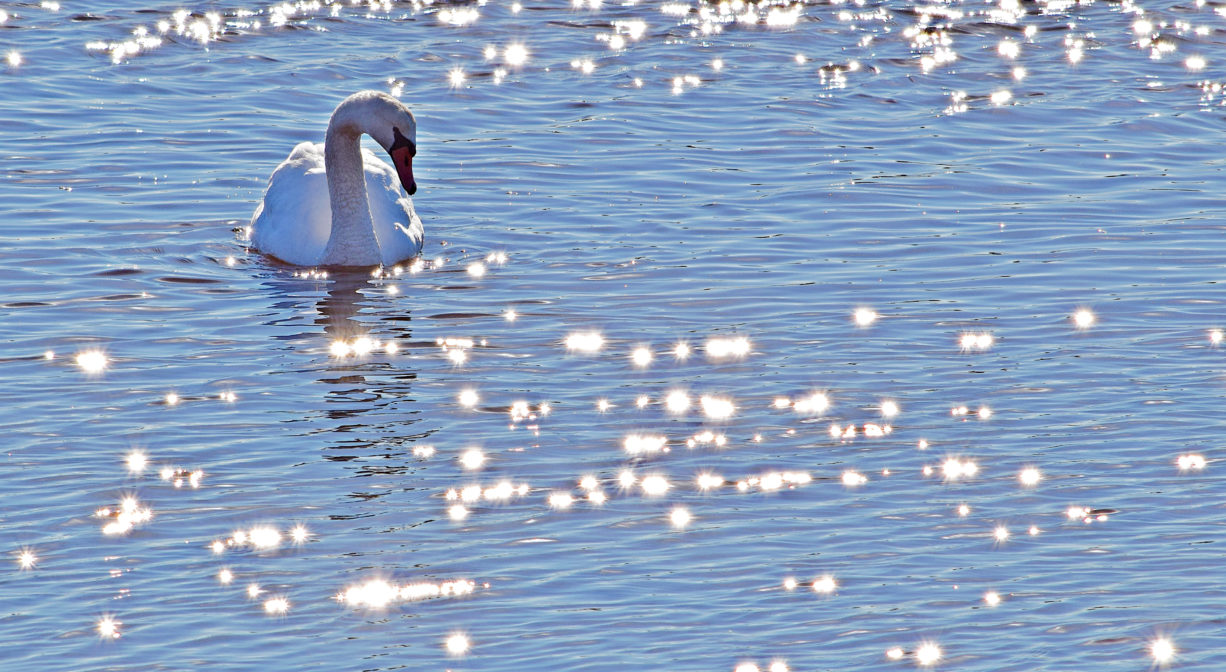 A photograph of a swan on the water.