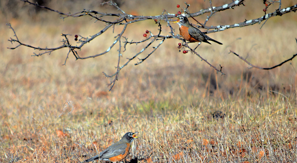 A photograph of robins on a tree and on the grass.