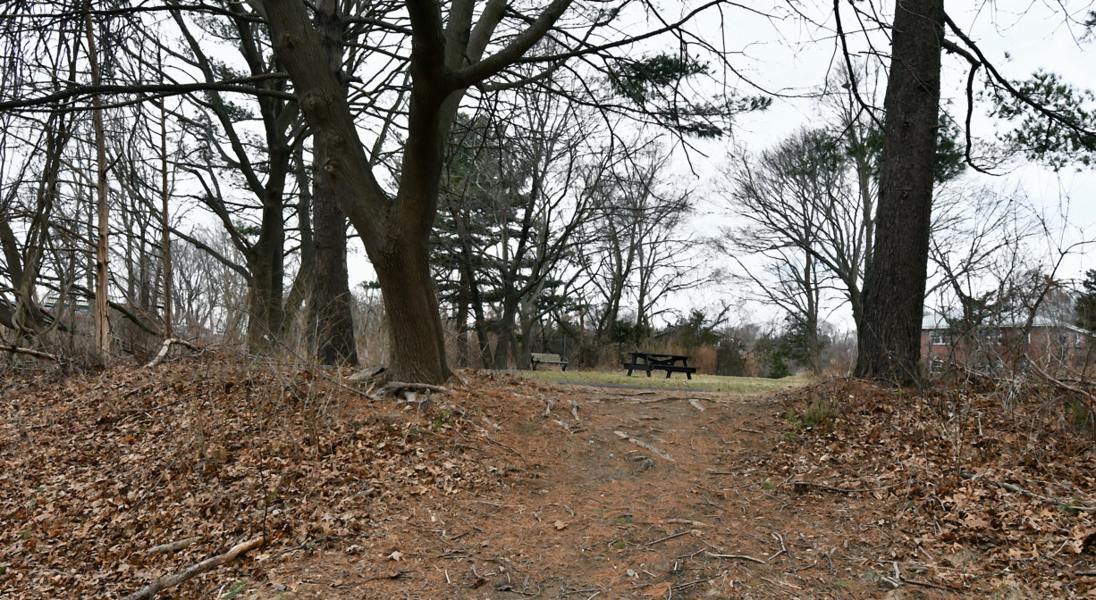 A photograph of a trail with some trees.