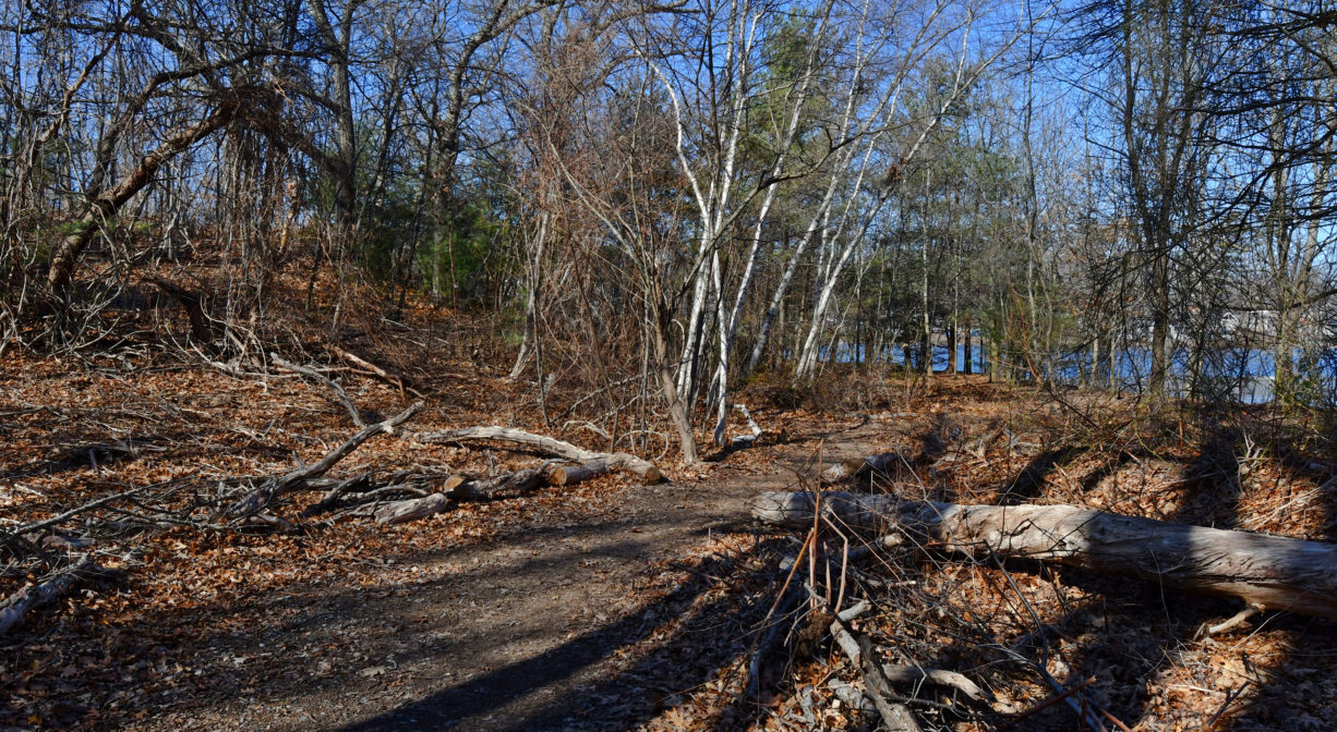 A photograph of a woodland trail and a fall tree beside a pond.