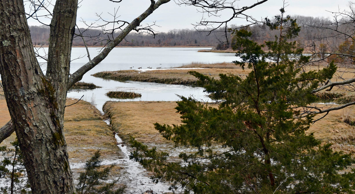 A photograph of a river and marsh.